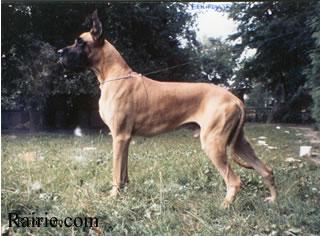 Ch Ben Roy Des Terres De La Rairie