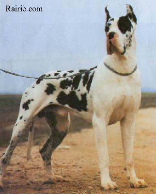 Ch Samurai Libert�