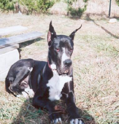 Shangai De Beauderey