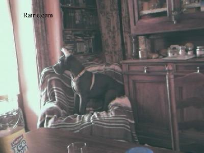 Sunbeam Des Terres De La Rairie