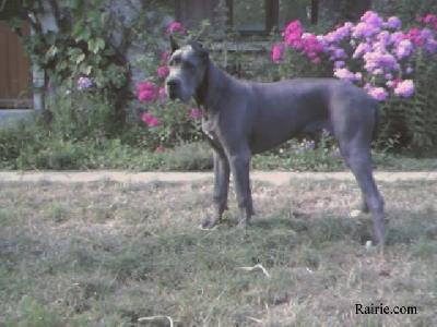Sunbeam Des Terres De La Rairie