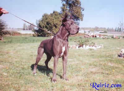 Symbol Des Terres De La Rairie