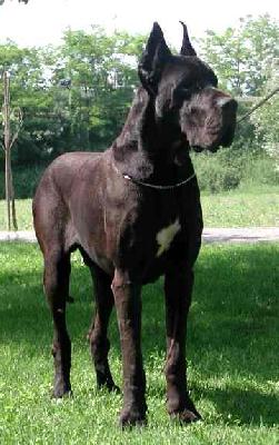 Libertin De La Benjamine