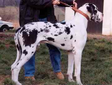 Garp De Paradis Parc