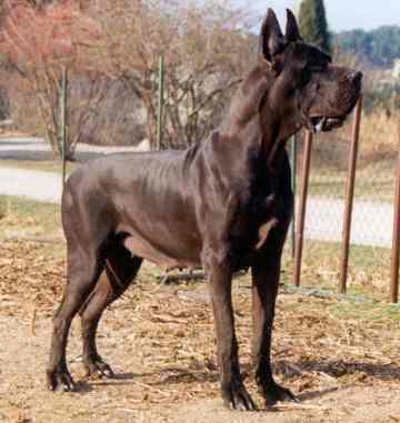 Ch Enthea De La Benjamine