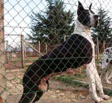 Amanite De Paradis Parc