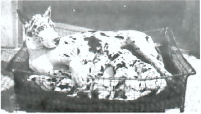 Lydia Victoria Von Amalienborg