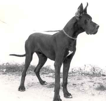 Blues De La Benjamine