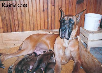 Jalna Du Champ Des Dames