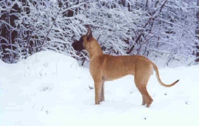 Ch Redskin Des Terres De La Rairie