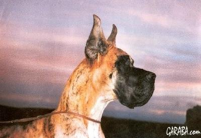 Ch Jefe Indio De Garaba