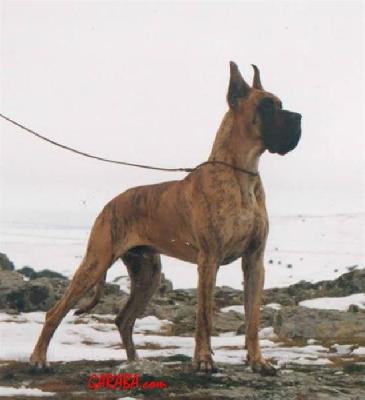 Ch Jefe Indio De Garaba