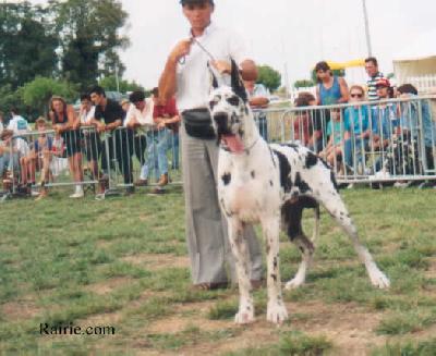 Ch Iearling Des Terres De La Rairie