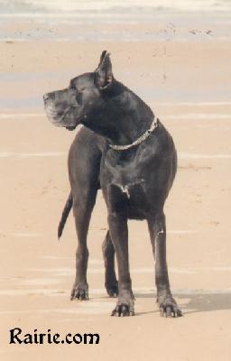 Ch Nykos Des Terres De La Rairie