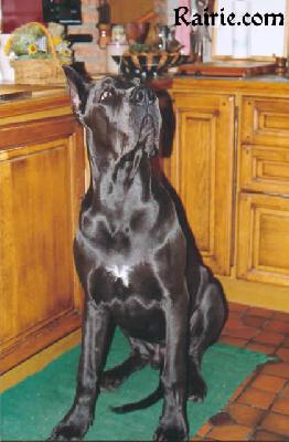 Ch Nykos Des Terres De La Rairie