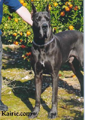 Ch Nykos Des Terres De La Rairie