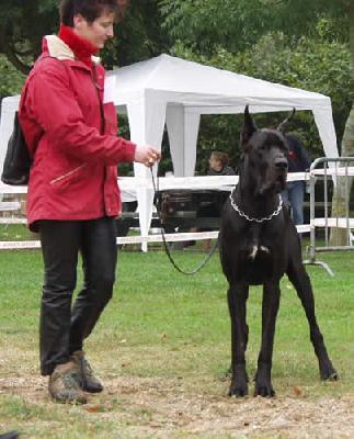 Riesen Des Terres De La Rairie