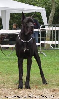 Riesen Des Terres De La Rairie