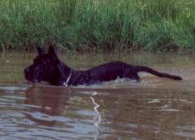 Riesen Des Terres De La Rairie