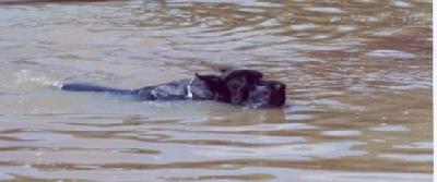 Riesen Des Terres De La Rairie