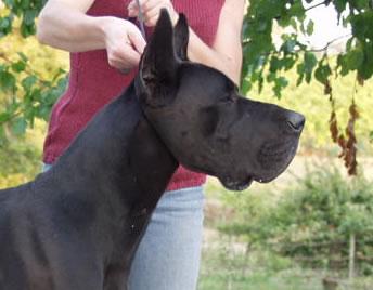 Riesen Des Terres De La Rairie