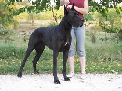 Riesen Des Terres De La Rairie