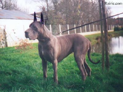 Puschkinia Des Brumes De La Vall�e Du Cher