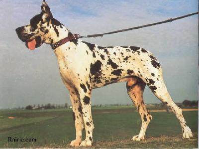 Efendi Vom Schlo Laupheim