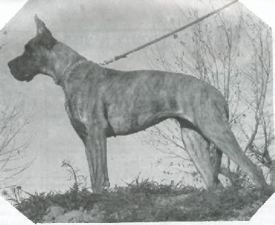 Ch Viva De Heurte-feuille