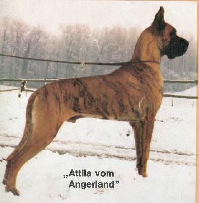Attila Vom Angerland