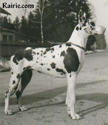 Maja Von St Magn Obertraubling