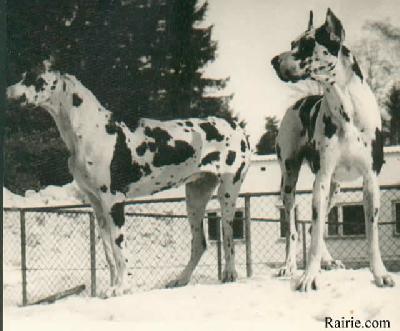 Leda Von Der Nurburg
