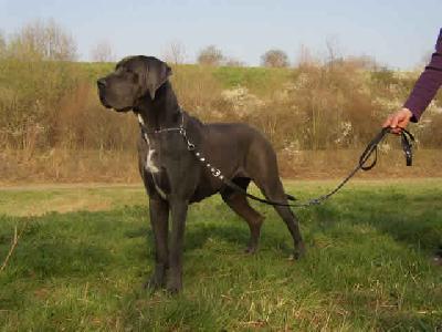 Adonna-tella Von Der Osterau