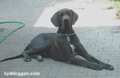 Arabella Von Der Osterau