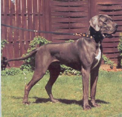 Brian Von Der Frhlichen Pfalz