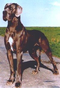 Florian Vom Mendener Berg