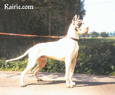 Aladin Von Munsterland