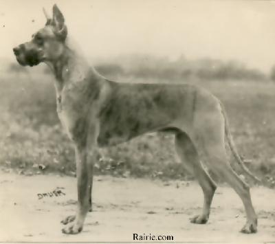 Ch Dolf Von Der Saalburg