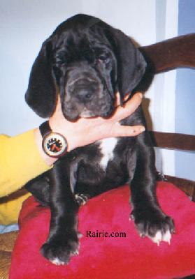 Shadow Des Terres De La Rairie