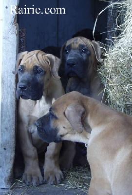 To Must Des Terres De La Rairie