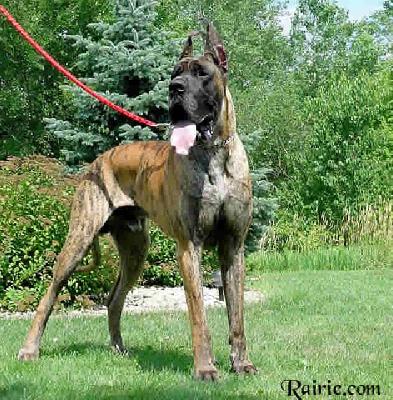 Tico Des Terres De La Rairie