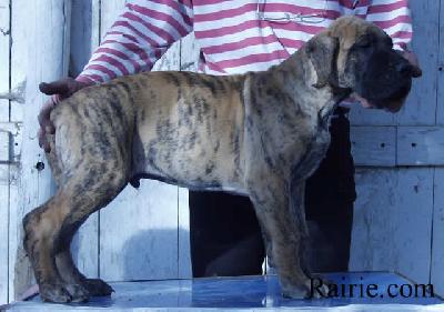 Tico Des Terres De La Rairie