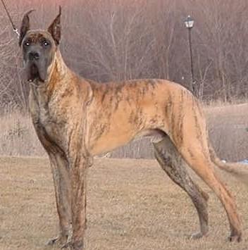 Tico Des Terres De La Rairie