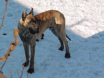 Tico Des Terres De La Rairie