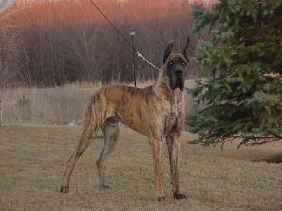 Tico Des Terres De La Rairie