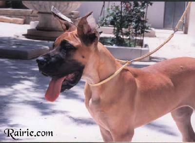 Tanit Des Terres De La Rairie