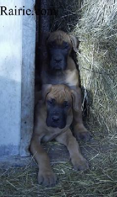 Tanit Des Terres De La Rairie