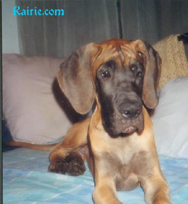 Tinker Bell Des Terres De La Rairie