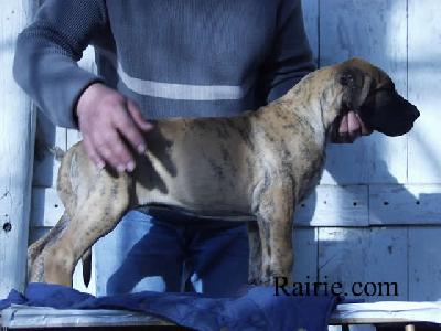 Tessie Des Terres De La Rairie