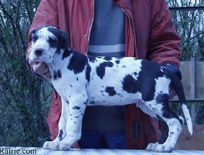 Till Des Terres De La Rairie